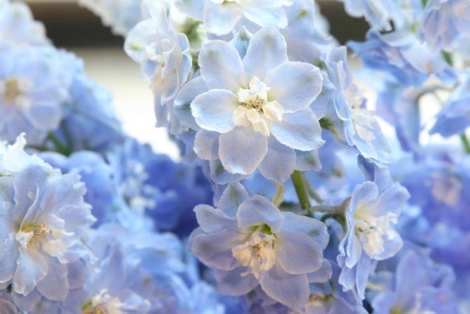 blue colored flowers