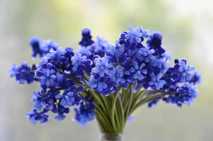 type of blue flower